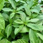 – Jew’s Mallow – Nalta Jute – Egyptian Mallow – Jute Mallow – Tossajute – Corchorus olitoriusمن أسمائها المتداولة: ملوخية بلدي – ملوخية – الملوخية المصرية – الملوخية الخضراء