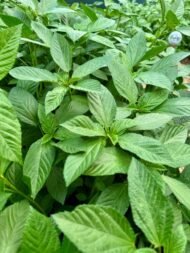 – Jew’s Mallow – Nalta Jute – Egyptian Mallow – Jute Mallow – Tossajute – Corchorus olitoriusمن أسمائها المتداولة: ملوخية بلدي – ملوخية – الملوخية المصرية – الملوخية الخضراء