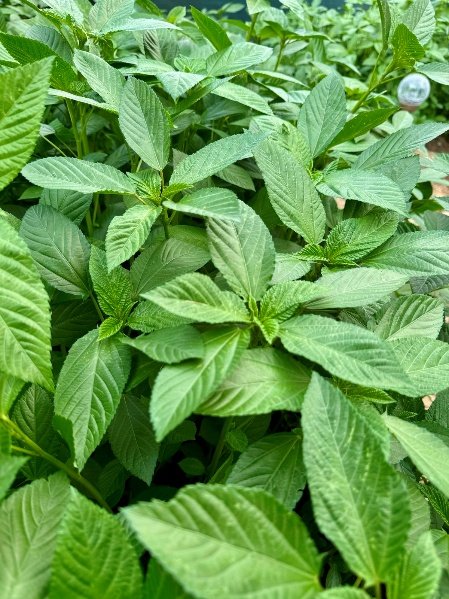 – Jew’s Mallow – Nalta Jute – Egyptian Mallow – Jute Mallow – Tossajute – Corchorus olitoriusمن أسمائها المتداولة: ملوخية بلدي – ملوخية – الملوخية المصرية – الملوخية الخضراء