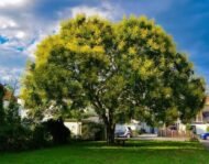 – Golden Rain Tree – Golden Raintree – Pride of Indiaمن أسمائها المتداولة: شجرة المطر الذهبي – شجرة الذهب