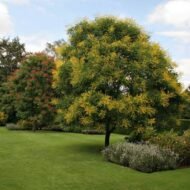 – Golden Rain Tree – Golden Raintree – Pride of Indiaمن أسمائها المتداولة: شجرة المطر الذهبي – شجرة الذهب