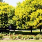 – Golden Rain Tree – Golden Raintree – Pride of Indiaمن أسمائها المتداولة: شجرة المطر الذهبي – شجرة الذهب