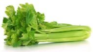 – Celery – Garden Celery – Stalk Celery – Leaf Celery – Apium graveolensمن أسمائها المتداولة: كرفس – الكرفس البلدي – الكرفس الأخضر – كرفس المائدة