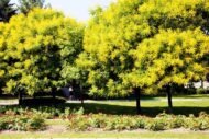 – Golden Rain Tree – Golden Raintree – Pride of Indiaمن أسمائها المتداولة: شجرة المطر الذهبي – شجرة الذهب