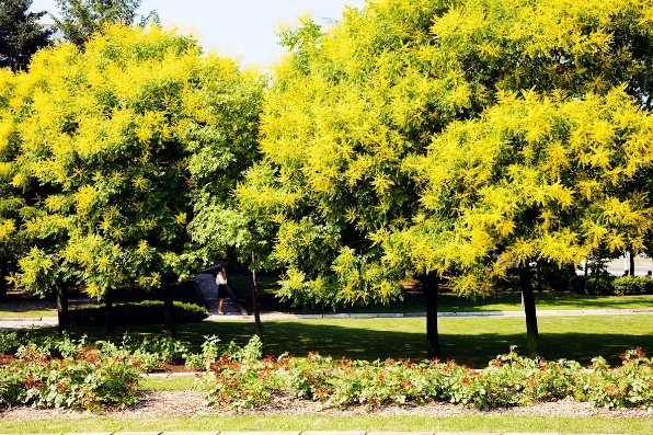 – Golden Rain Tree – Golden Raintree – Pride of Indiaمن أسمائها المتداولة: شجرة المطر الذهبي – شجرة الذهب