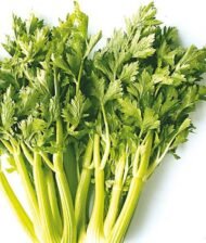 – Celery – Garden Celery – Stalk Celery – Leaf Celery – Apium graveolensمن أسمائها المتداولة: كرفس – الكرفس البلدي – الكرفس الأخضر – كرفس المائدة