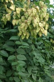 – Golden Rain Tree – Golden Raintree – Pride of Indiaمن أسمائها المتداولة: شجرة المطر الذهبي – شجرة الذهب