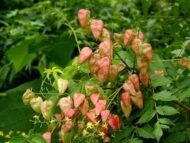 – Golden Rain Tree – Golden Raintree – Pride of Indiaمن أسمائها المتداولة: شجرة المطر الذهبي – شجرة الذهب