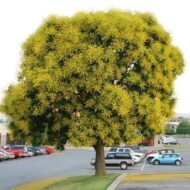 – Golden Rain Tree – Golden Raintree – Pride of Indiaمن أسمائها المتداولة: شجرة المطر الذهبي – شجرة الذهب