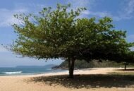 – Tropical Almond – Indian Almond – Sea Almond – Singapore Almond – Terminalia catappa-من أسمائها المتداولة : اللوز البحريني – اللوز الهندي – اللوز الاستوائي – لوز البحر – شجرة اللوز البحري
