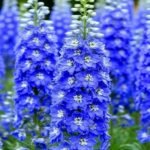 من أسمائها المتداولة: أزهار العايق – العايق – الدلفينيوم – حوذان العايق – Delphinium – Larkspur – Garden Delphinium