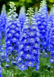 من أسمائها المتداولة: أزهار العايق – العايق – الدلفينيوم – حوذان العايق – Delphinium – Larkspur – Garden Delphinium