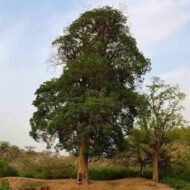 – African Cherry – Red Milkwood – Mimusops laurifoliaمن أسمائها المتداولة: لبخ عملاق – ميموسوبس – شجرة الميموسوبس