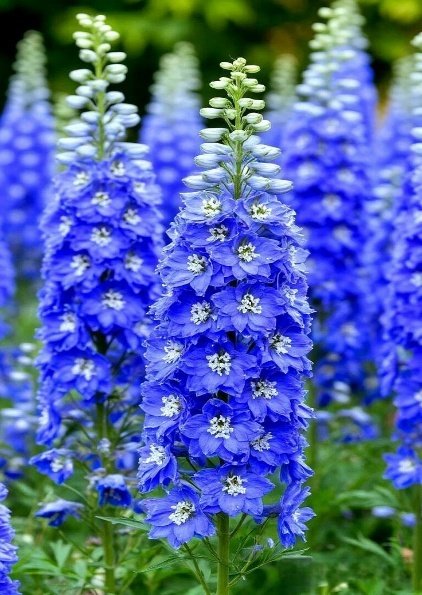 من أسمائها المتداولة: أزهار العايق – العايق – الدلفينيوم – حوذان العايق – Delphinium – Larkspur – Garden Delphinium