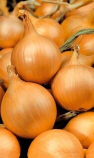 – White Onion – Common Onion – Bulb Onion – Garden Onionمن أسمائها المتداولة: بصل أبيض – البصل الأبيض – البصل البلدي