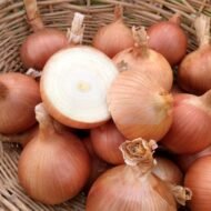 – White Onion – Common Onion – Bulb Onion – Garden Onionمن أسمائها المتداولة: بصل أبيض – البصل الأبيض – البصل البلدي