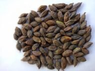 – Madagascar Almond – Umbrella Tree – Madagascar Terminalia – Terminalia mantalyمن أسمائها المتداولة : ترمناليا مانتالي – ترمناليا – شجرة المظلة – ترمناليا الشوارع