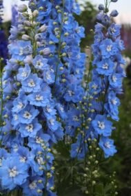 من أسمائها المتداولة: أزهار العايق – العايق – الدلفينيوم – حوذان العايق – Delphinium – Larkspur – Garden Delphinium