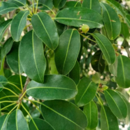 – African Cherry – Red Milkwood – Mimusops laurifoliaمن أسمائها المتداولة: لبخ عملاق – ميموسوبس – شجرة الميموسوبس