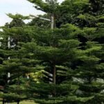 – Madagascar Almond – Umbrella Tree – Madagascar Terminalia – Terminalia mantalyمن أسمائها المتداولة : ترمناليا مانتالي – ترمناليا – شجرة المظلة – ترمناليا الشوارع