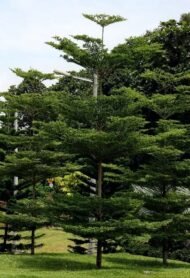 – Madagascar Almond – Umbrella Tree – Madagascar Terminalia – Terminalia mantalyمن أسمائها المتداولة : ترمناليا مانتالي – ترمناليا – شجرة المظلة – ترمناليا الشوارع