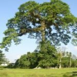 – Kapok Tree – Silk Cotton Tree – Java Cotton – Ceiba pentandraمن أسمائها المتداولة: الكابوك – شجرة الكابوك – شجرة القطن الحريري – شجرة القطن – شجرة الكابوك الاستوائية