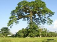 – Kapok Tree – Silk Cotton Tree – Java Cotton – Ceiba pentandraمن أسمائها المتداولة: الكابوك – شجرة الكابوك – شجرة القطن الحريري – شجرة القطن – شجرة الكابوك الاستوائية