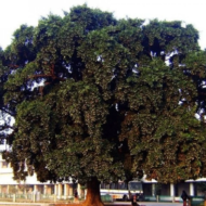 – African Cherry – Red Milkwood – Mimusops laurifoliaمن أسمائها المتداولة: لبخ عملاق – ميموسوبس – شجرة الميموسوبس