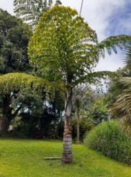 من أسمائها المتداولة: نخيل ذيل السمكة، نخيل ذيل السمكة المتجمع، نخيل الكاريتا، Fishtail Palm، Clustering Fishtail Palm