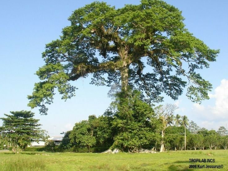– Kapok Tree – Silk Cotton Tree – Java Cotton – Ceiba pentandraمن أسمائها المتداولة: الكابوك – شجرة الكابوك – شجرة القطن الحريري – شجرة القطن – شجرة الكابوك الاستوائية