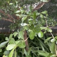 – Madagascar Almond – Umbrella Tree – Madagascar Terminalia – Terminalia mantalyمن أسمائها المتداولة : ترمناليا مانتالي – ترمناليا – شجرة المظلة – ترمناليا الشوارع