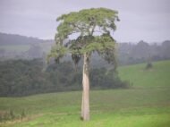 – Kapok Tree – Silk Cotton Tree – Java Cotton – Ceiba pentandraمن أسمائها المتداولة: الكابوك – شجرة الكابوك – شجرة القطن الحريري – شجرة القطن – شجرة الكابوك الاستوائية