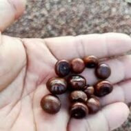 من أسمائها المتداولة: نخيل السابل، نخيل بالميتو، النخيل الملكي الأمريكي، Sabal Palm، Cabbage Palmetto، Palmetto Palm