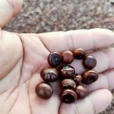 من أسمائها المتداولة: نخيل السابل، نخيل بالميتو، النخيل الملكي الأمريكي، Sabal Palm، Cabbage Palmetto، Palmetto Palm