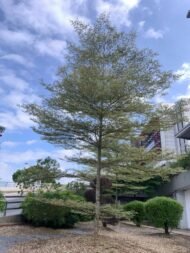 – Madagascar Almond – Umbrella Tree – Madagascar Terminalia – Terminalia mantalyمن أسمائها المتداولة : ترمناليا مانتالي – ترمناليا – شجرة المظلة – ترمناليا الشوارع