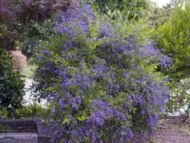 – Sky Flower – Golden Dewdrop – Pigeon Berry – Duranta erectaمن أسمائها المتداولة: دورنتا بنفسجي – دورنتا شامي – دورنتا – ورنتا بنفسجي – شجرة السماء