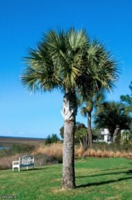 من أسمائها المتداولة: نخيل السابل، نخيل بالميتو، النخيل الملكي الأمريكي، Sabal Palm، Cabbage Palmetto، Palmetto Palm