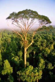 – Kapok Tree – Silk Cotton Tree – Java Cotton – Ceiba pentandraمن أسمائها المتداولة: الكابوك – شجرة الكابوك – شجرة القطن الحريري – شجرة القطن – شجرة الكابوك الاستوائية