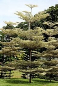 – Madagascar Almond – Umbrella Tree – Madagascar Terminalia – Terminalia mantalyمن أسمائها المتداولة : ترمناليا مانتالي – ترمناليا – شجرة المظلة – ترمناليا الشوارع