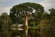 – Kapok Tree – Silk Cotton Tree – Java Cotton – Ceiba pentandraمن أسمائها المتداولة: الكابوك – شجرة الكابوك – شجرة القطن الحريري – شجرة القطن – شجرة الكابوك الاستوائية