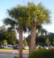 من أسمائها المتداولة: نخيل السابل، نخيل بالميتو، النخيل الملكي الأمريكي، Sabal Palm، Cabbage Palmetto، Palmetto Palm