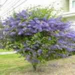 – Sky Flower – Golden Dewdrop – Pigeon Berry – Duranta erectaمن أسمائها المتداولة: دورنتا بنفسجي – دورنتا شامي – دورنتا – ورنتا بنفسجي – شجرة السماء