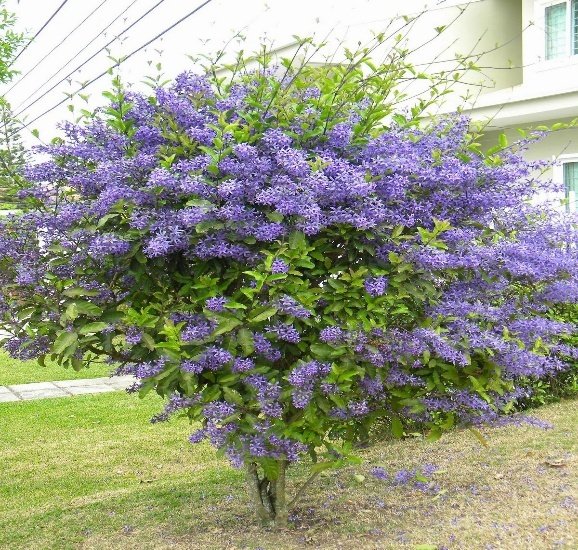 – Sky Flower – Golden Dewdrop – Pigeon Berry – Duranta erectaمن أسمائها المتداولة: دورنتا بنفسجي – دورنتا شامي – دورنتا – ورنتا بنفسجي – شجرة السماء