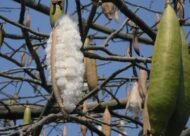 – Kapok Tree – Silk Cotton Tree – Java Cotton – Ceiba pentandraمن أسمائها المتداولة: الكابوك – شجرة الكابوك – شجرة القطن الحريري – شجرة القطن – شجرة الكابوك الاستوائية