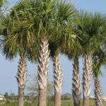 من أسمائها المتداولة: نخيل السابل، نخيل بالميتو، النخيل الملكي الأمريكي، Sabal Palm، Cabbage Palmetto، Palmetto Palm