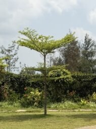 – Madagascar Almond – Umbrella Tree – Madagascar Terminalia – Terminalia mantalyمن أسمائها المتداولة : ترمناليا مانتالي – ترمناليا – شجرة المظلة – ترمناليا الشوارع