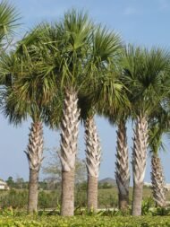 من أسمائها المتداولة: نخيل السابل، نخيل بالميتو، النخيل الملكي الأمريكي، Sabal Palm، Cabbage Palmetto، Palmetto Palm