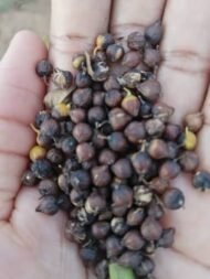 – Sky Flower – Golden Dewdrop – Pigeon Berry – Duranta erectaمن أسمائها المتداولة: دورنتا بنفسجي – دورنتا شامي – دورنتا – ورنتا بنفسجي – شجرة السماء