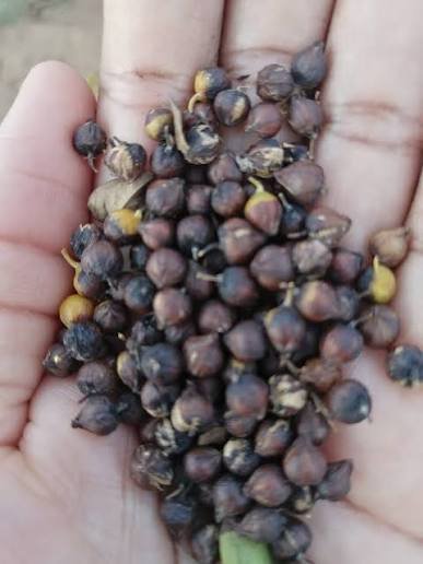 – Sky Flower – Golden Dewdrop – Pigeon Berry – Duranta erectaمن أسمائها المتداولة: دورنتا بنفسجي – دورنتا شامي – دورنتا – ورنتا بنفسجي – شجرة السماء