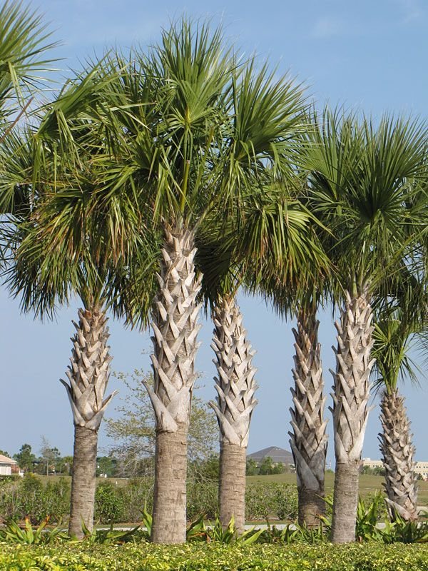 من أسمائها المتداولة: نخيل السابل، نخيل بالميتو، النخيل الملكي الأمريكي، Sabal Palm، Cabbage Palmetto، Palmetto Palm